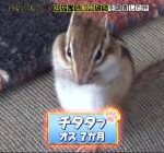 【画像】リスさん、とんでもない名前を付けられてしまうｗｗｗｗｗｗｗｗｗｗｗｗ