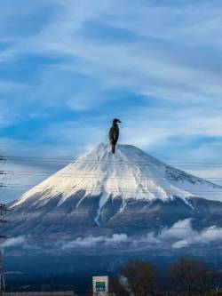 【画像】存在感が凄すぎる鳥が撮れてしまいました……