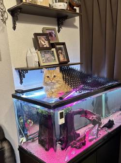 【画像】猫さん、猫よけグッズ完全攻略ｗｗｗｗｗｗｗｗｗｗｗｗ