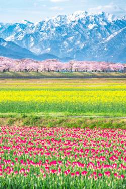 【画像】春に本気出した富山、凄すぎる