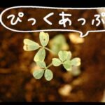 核兵器もってない日本の日本人に対して日本語で「核兵器をOFF」とかドヤってどうすんだ国連？【HotTweets】