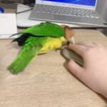 同僚「鳥飼ってるならリモートワーク中は鳥を肩に乗せて仕事できますね！すごい優雅！！」　→現実