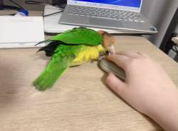 同僚「鳥飼ってるならリモートワーク中は鳥を肩に乗せて仕事できますね！すごい優雅！！」　→現実