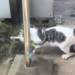 猫の狩猟本能が目の前で見れた！