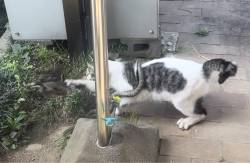 猫の狩猟本能が目の前で見れた！