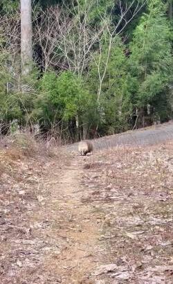 動画アナグマさんさすがにアホすぎる