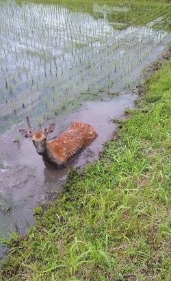 悲報シカさんハマってしまう