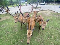 奈良公園の鹿に注意体中にマダニを大量くっ付けてます