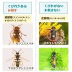 画像ハチの正体はくびれで判明便利なフローチャートで危険度をチェック