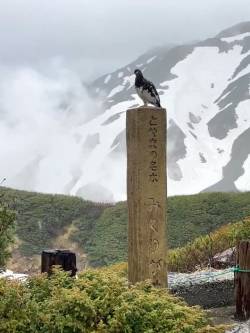 【動画】驚きの出会い！置物かと思った雷鳥が本物だった瞬間