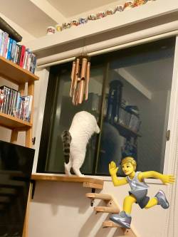 画像猫の奇妙な行動部屋明るくて外見にくい時の秘密