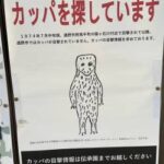 【朗報】カッパ、目撃される