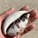 ヤドカリ、さすがにこれに入ってるとは思わなかった🐚🦀