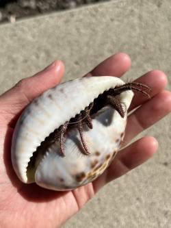 ヤドカリ、さすがにこれに入ってるとは思わなかった🐚🦀