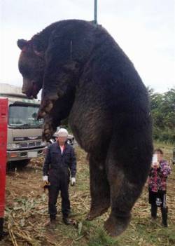 OSO18が駆除されたと話題ですが、ここで2015年9月に駆除された400kgのヒグマを見てみましょう。