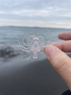 エイリアンでも、プラスチックゴミでもないよ、ちゃんと生き物だよ！！