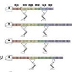 【画像】「古生物の骨格はいかに多様か」というスライド用の図、予定していた画像のタテ・ヨコ比がどんどん狂っていきます…。