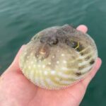 丸まったまま流れてきて、丸まったまま流れていったサザナミフグ🐡