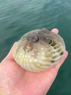 丸まったまま流れてきて、丸まったまま流れていったサザナミフグ🐡