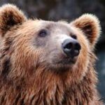 【悲報】クマ駆除に「武器を使うのは卑怯」「素手で対応しろ」など数十件の苦情電話が入る　