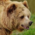 【衝撃画像】女性さん、クマに襲われてとんでもない状況に　