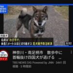 【画像】捕獲直後の四国犬「わびすけ」さん、想像以上に侘助と話題に