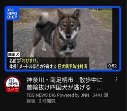 【画像】捕獲直後の四国犬「わびすけ」さん、想像以上に侘助と話題に