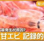 【速報】23歳女さん、甘エビを食べて死亡。。。