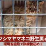 【悲報】こどおじ猫、無理やり森に放たれ一ヶ月で餓死