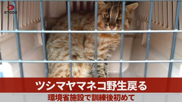 【悲報】こどおじ猫、無理やり森に放たれ一ヶ月で餓死