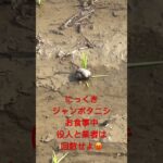 【地獄】ジャンボタニシ農法　無事死亡