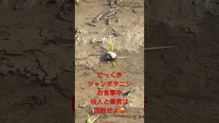 【地獄】ジャンボタニシ農法　無事死亡